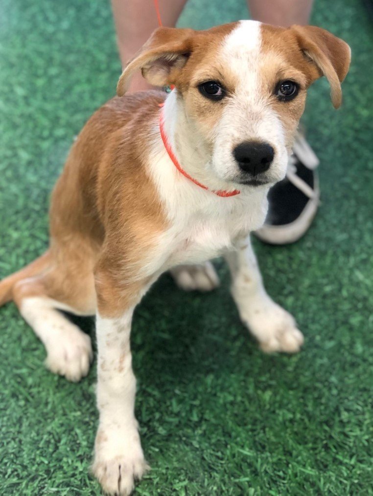 Neelix, an adoptable Terrier, Beagle in Crescent, OK, 73028 | Photo Image 2