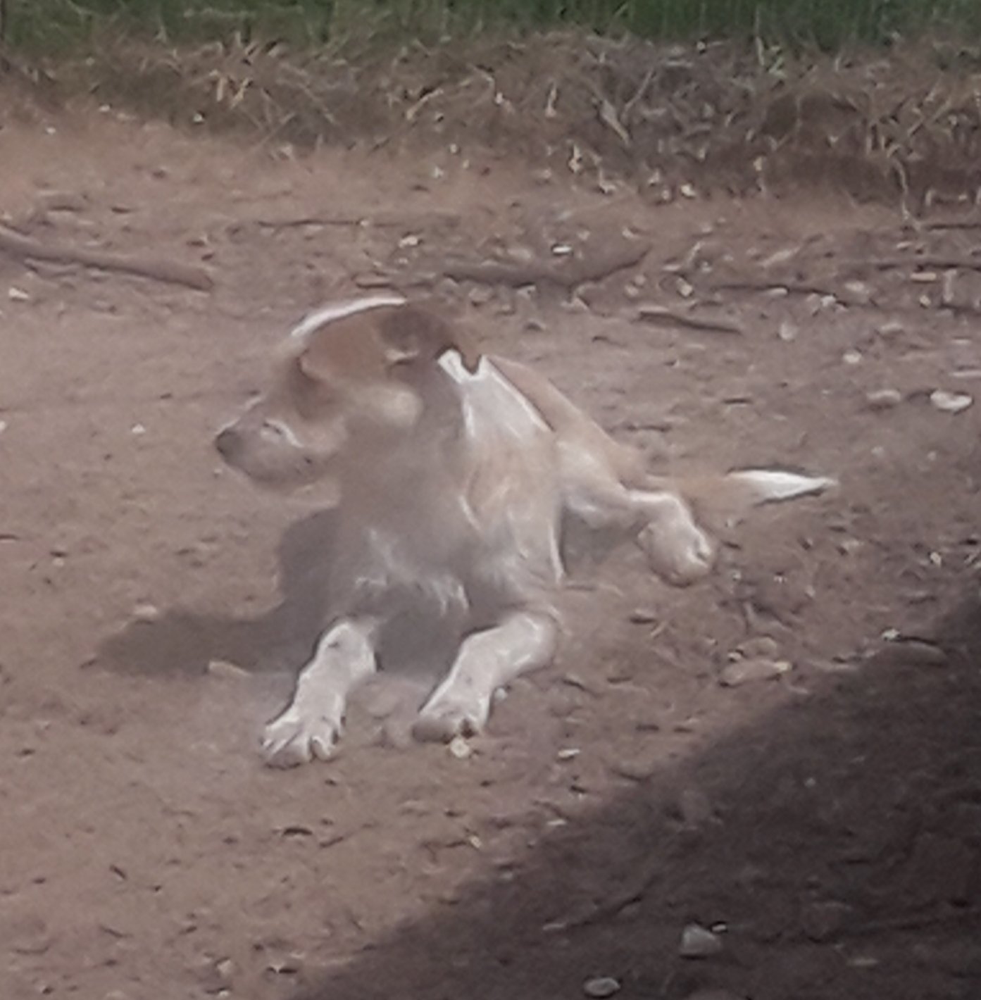 Neelix, an adoptable Terrier, Beagle in Crescent, OK, 73028 | Photo Image 3