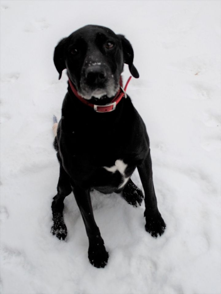 Dog For Adoption Zoey Birdie A Labrador Retriever German