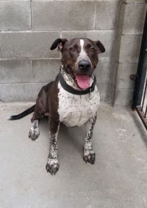 Dog For Adoption Liv Courtesy Post A German Shorthaired