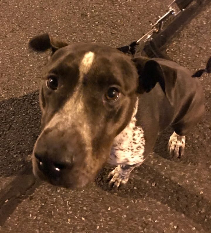 Dog For Adoption Liv Courtesy Post A German Shorthaired