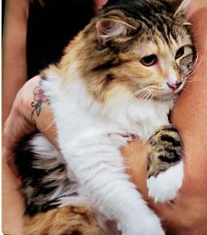 Cat For Adoption Silly A Calico Domestic Medium Hair Mix In