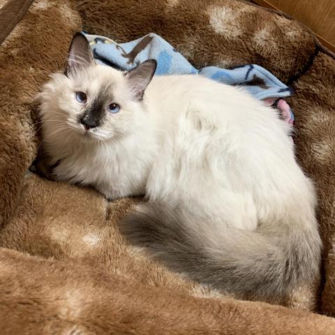 Cat For Adoption Lunatuna A Domestic Long Hair Siamese Mix In