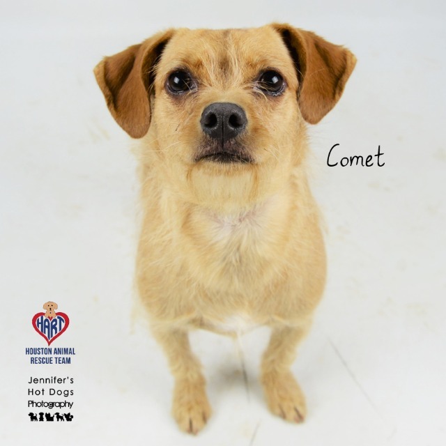 Comet, an adoptable Terrier & Norfolk Terrier Mix in Tomball, TX_image-1