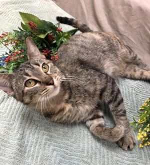 Ginger, adoptable Cat, Young Female Domestic Short Hair