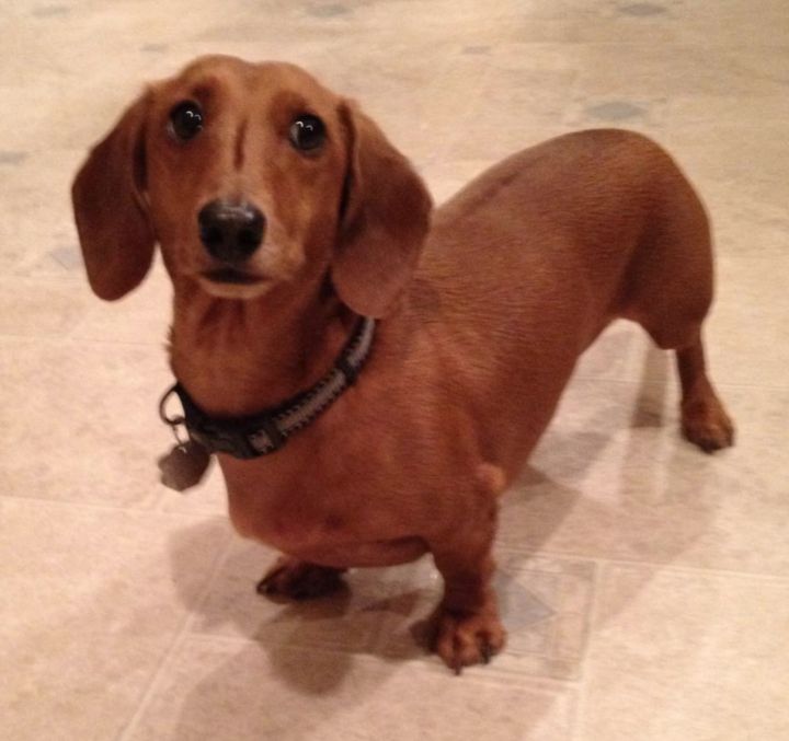 Dog for adoption - Charlie, a Dachshund in Morrisville, PA | Petfinder