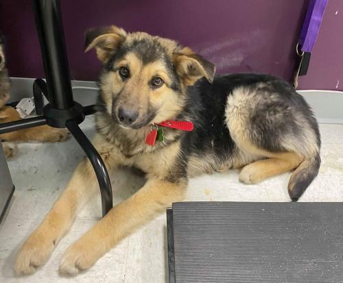 Dog For Adoption Val A German Shepherd Dog Smooth Collie Mix