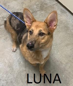 Dog For Adoption Luna An Australian Shepherd Mix In Comfort Tx