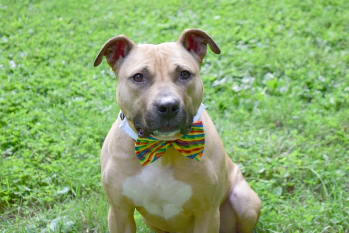Gambit, an adoptable Pit Bull Terrier Mix in Elizabethtown, PA_image-5