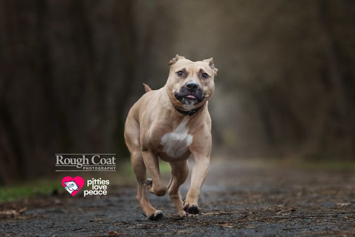 Gambit, an adoptable Pit Bull Terrier Mix in Elizabethtown, PA_image-6