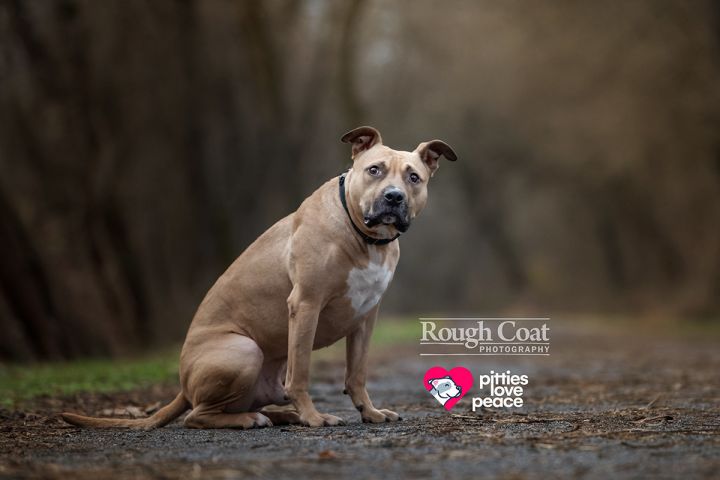 Gambit, an adoptable Pit Bull Terrier Mix in Elizabethtown, PA_image-1