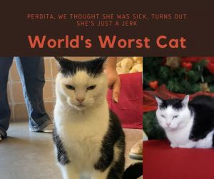 Perdita