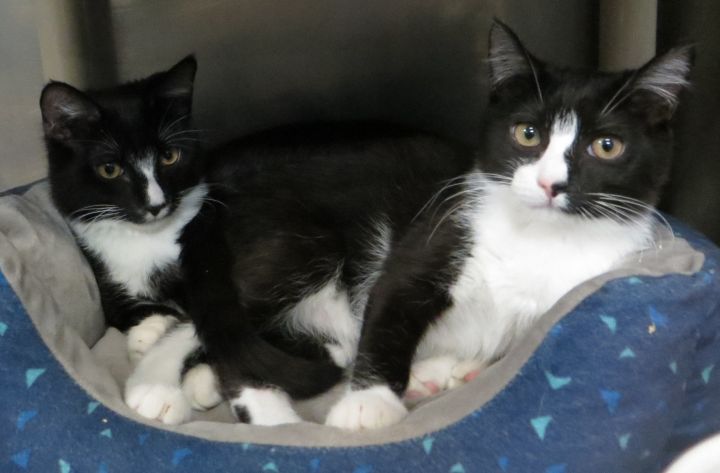 Cat For Adoption Logan Lucas A Domestic Medium Hair In