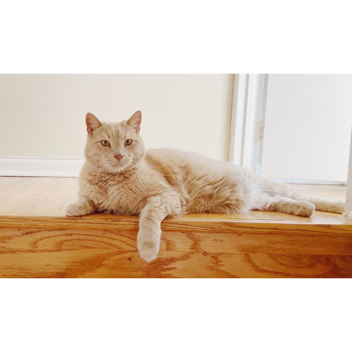 Sir Walter, an adopted Tabby in Philadelphia, PA_image-1