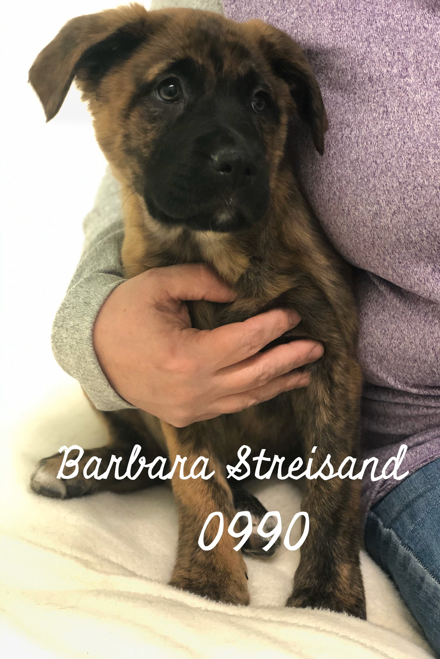 Barbara Streisand, an adoptable Mastiff in Jacksonville, IL, 62650 | Photo Image 1