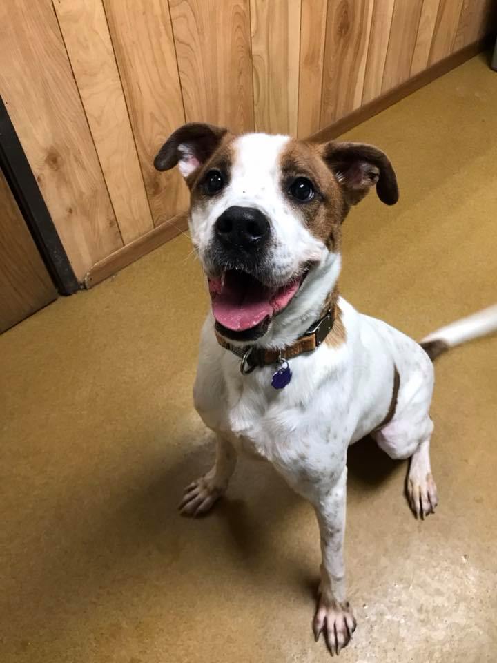 Dog For Adoption Bongo Frank A Boxer Mix In Maryville Mo Petfinder