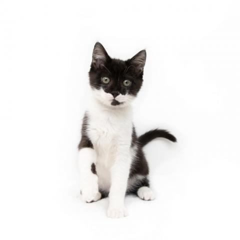 Cat For Adoption Oli Sykes A Domestic Short Hair In Playa Vista