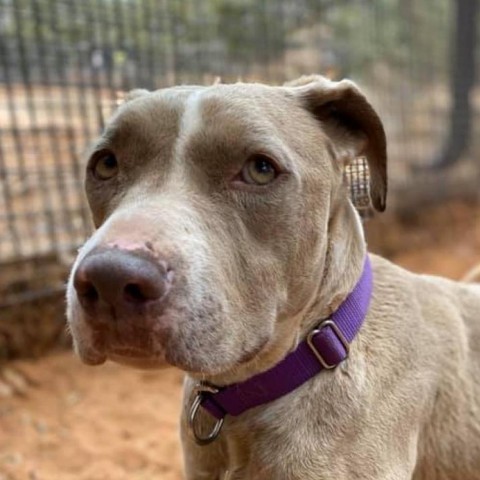 Jaime, an adoptable Pit Bull Terrier in Kanab, UT, 84741 | Photo Image 1