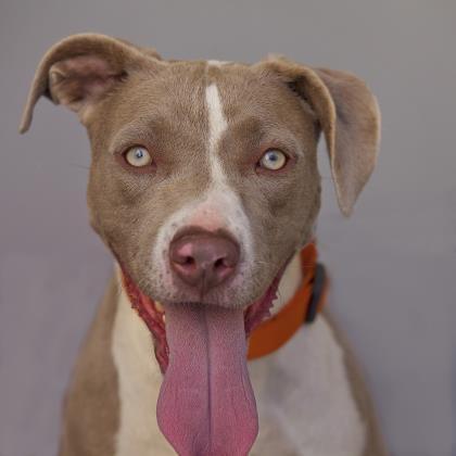 Jaime, an adoptable Pit Bull Terrier in Kanab, UT, 84741 | Photo Image 2