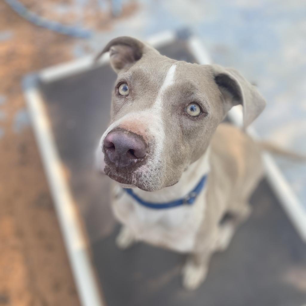 Jaime, an adoptable Pit Bull Terrier in Kanab, UT, 84741 | Photo Image 2