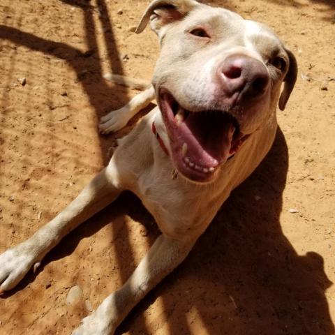 Jaime, an adoptable Pit Bull Terrier in Kanab, UT, 84741 | Photo Image 3