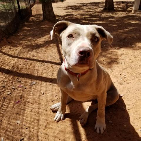 Jaime, an adoptable Pit Bull Terrier Mix in Kanab, UT_image-4