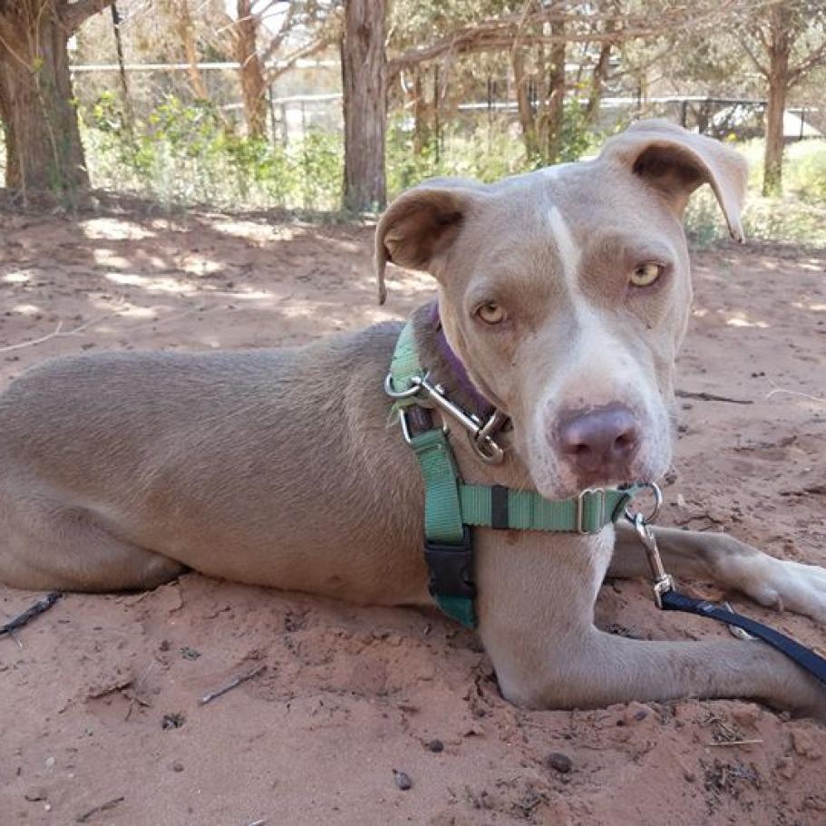 Jaime, an adoptable Pit Bull Terrier in Kanab, UT, 84741 | Photo Image 4