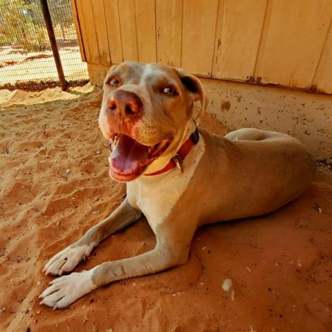 Jaime, an adoptable Pit Bull Terrier Mix in Kanab, UT_image-5