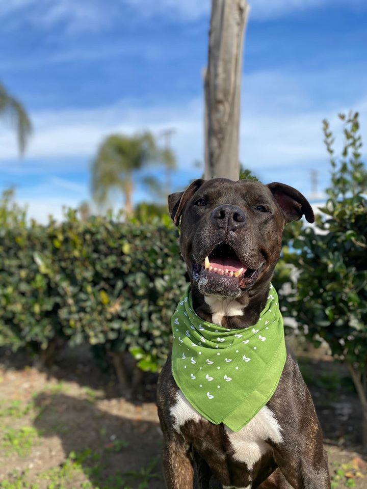 Brody, an adoptable Mastiff & American Bulldog Mix in South El Monte, CA_image-4