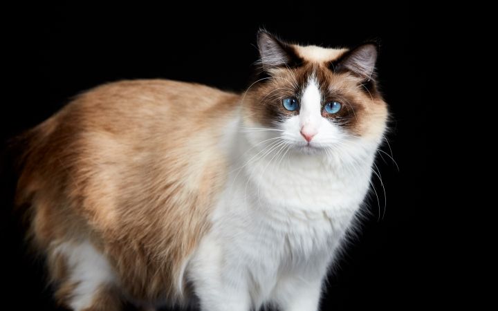 Yoshimi, an adoptable Siamese in Los Angeles, CA_image-2