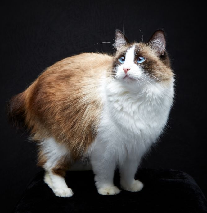 Yoshimi