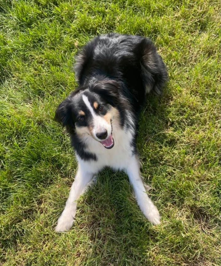 Dog For Adoption Teo An Australian Shepherd Mix In Norristown Pa Petfinder