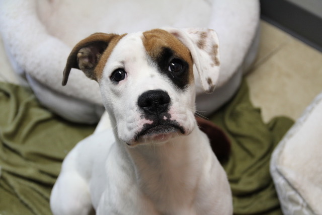 Dog For Adoption Miser A Boxer German Shorthaired Pointer Mix