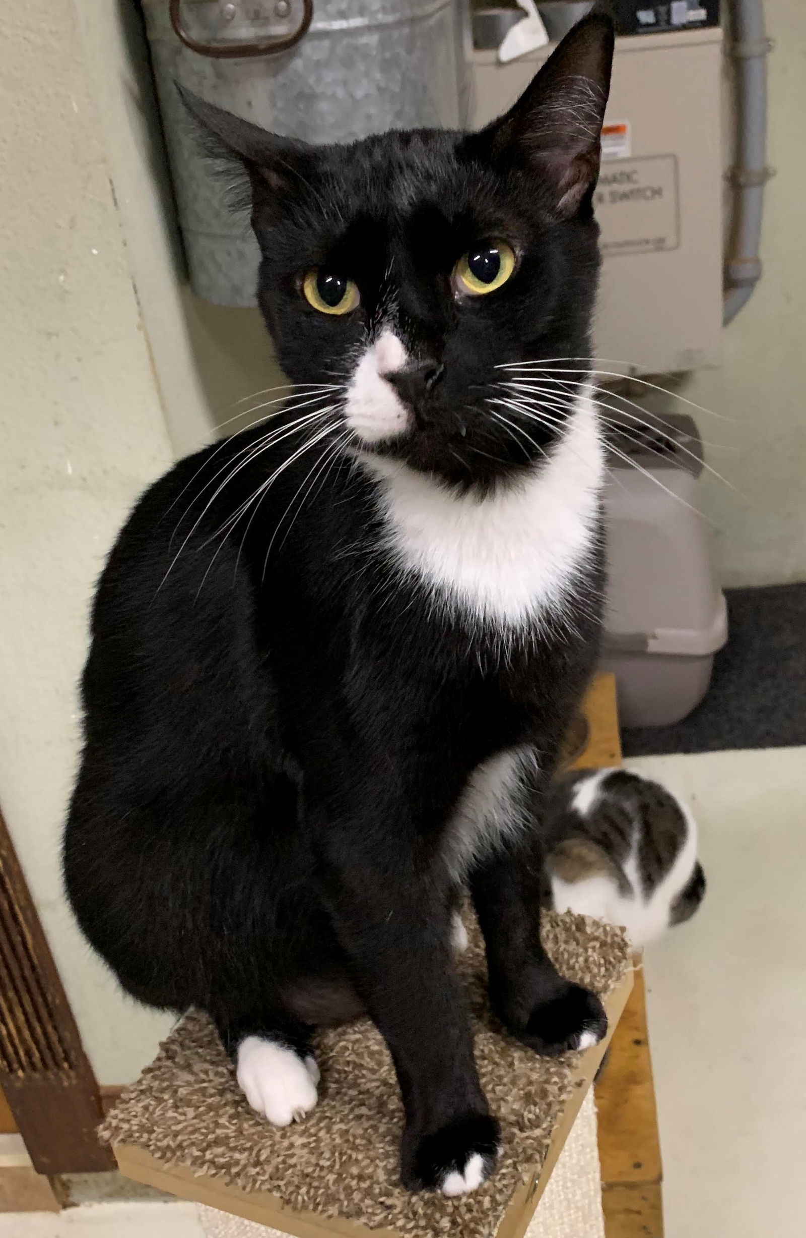 Archie, an adoptable Domestic Short Hair in Land O Lakes, FL, 34639 | Photo Image 1