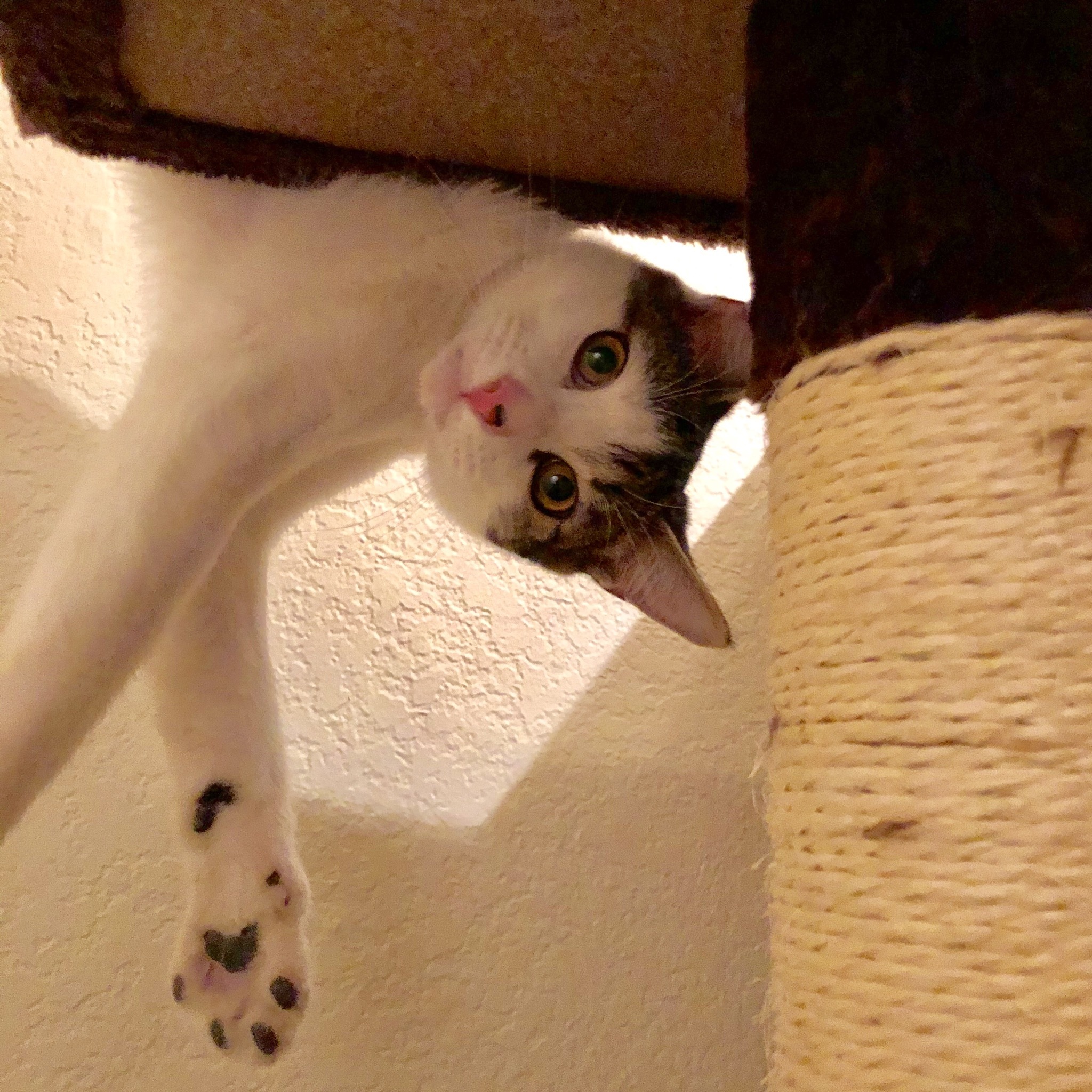 Jinx, an adoptable Domestic Short Hair in Fort Worth, TX, 76121 | Photo Image 2