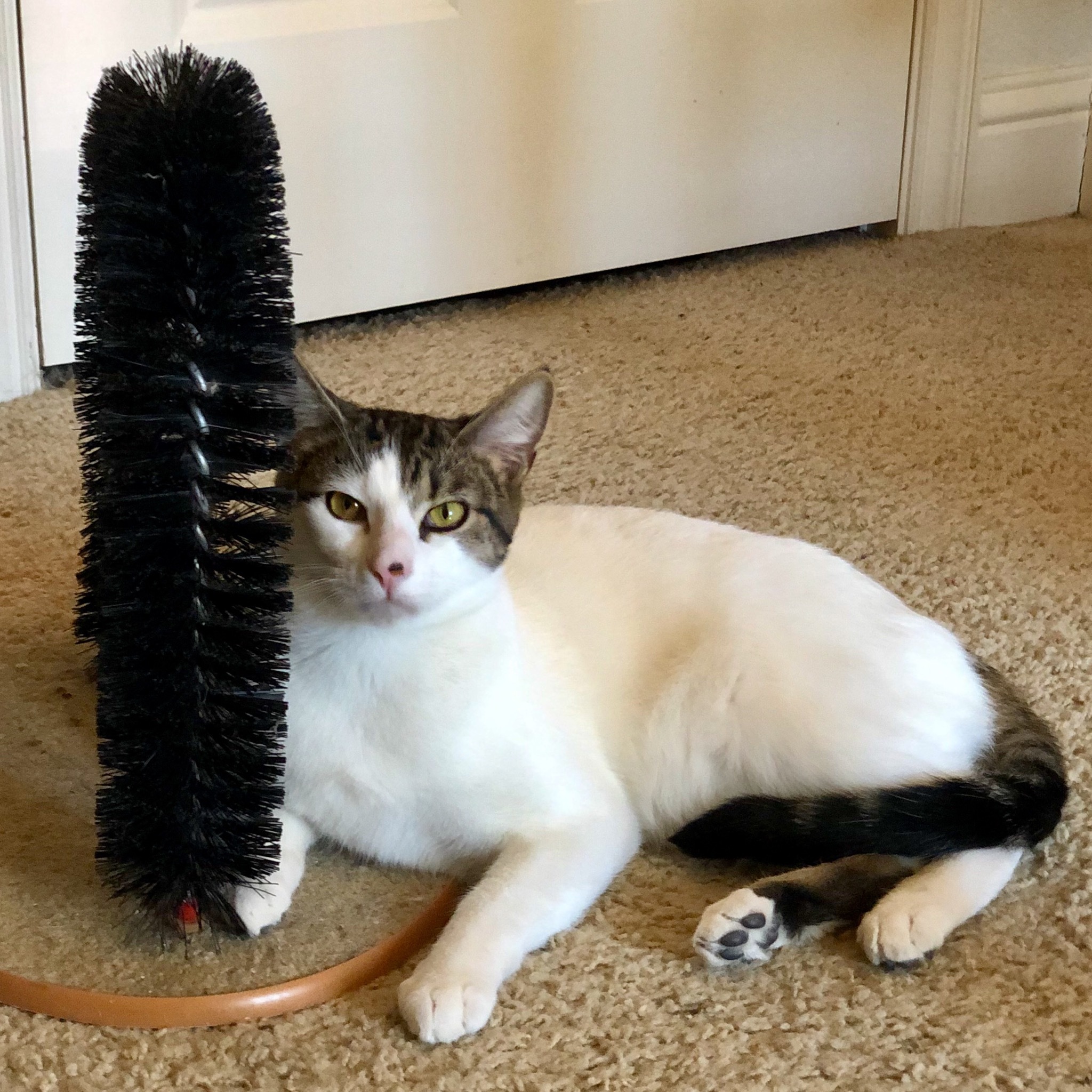 Jinx, an adoptable Domestic Short Hair in Fort Worth, TX, 76121 | Photo Image 3