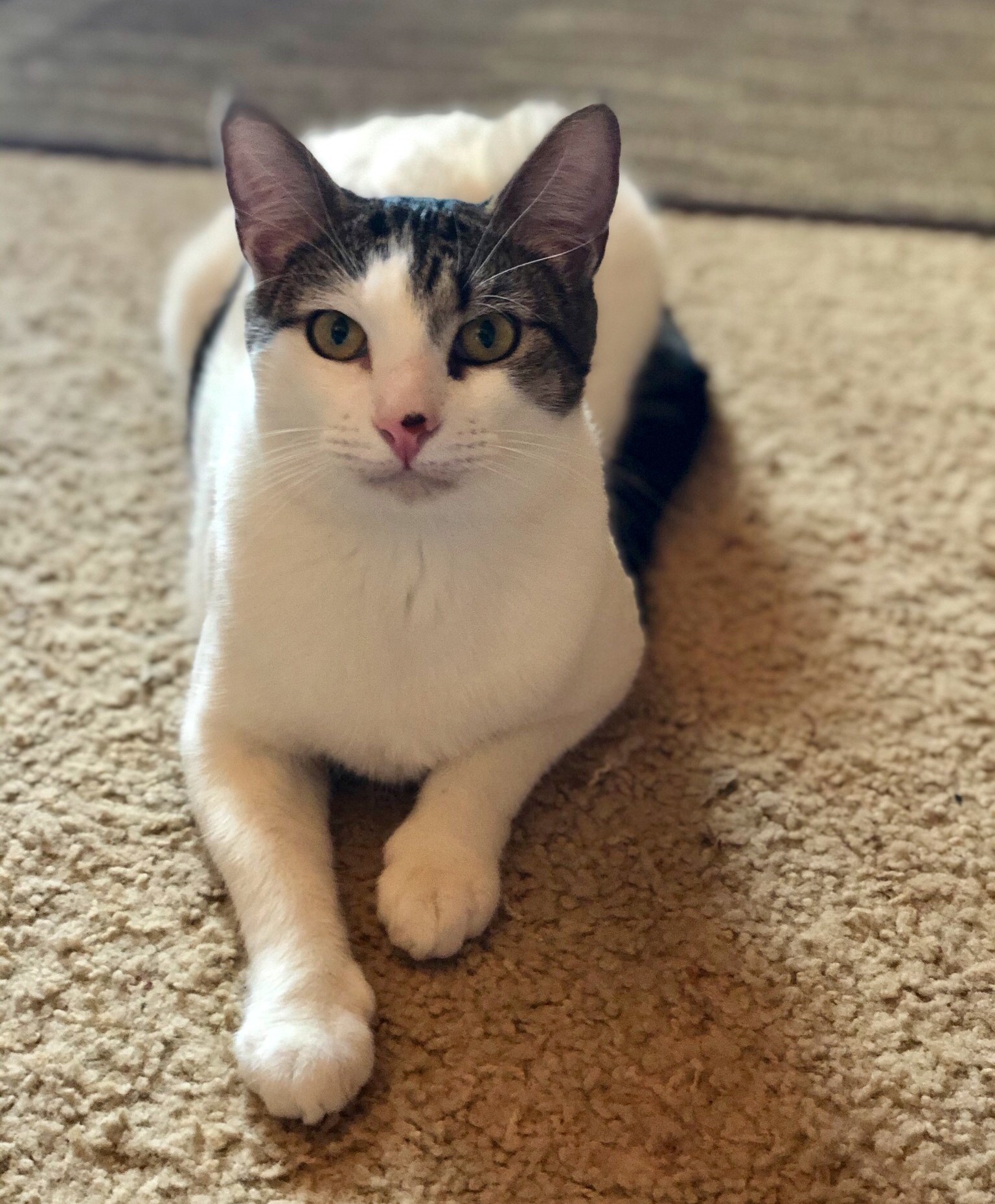 Jinx, an adoptable Domestic Short Hair in Fort Worth, TX, 76121 | Photo Image 1