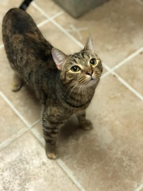 KIKI Cat, an adoptable Domestic Short Hair in New Bern, NC_image-1