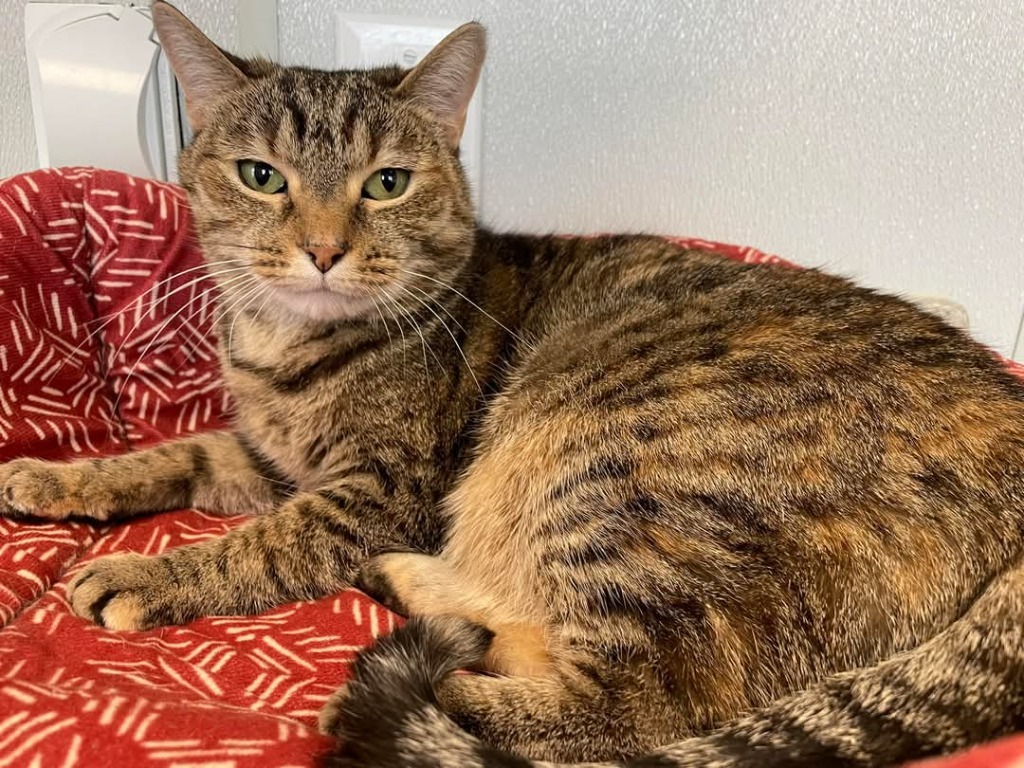 KIKI Cat, an adoptable Domestic Short Hair in New Bern, NC, 28563 | Photo Image 1
