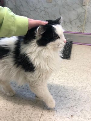 Cat For Adoption Tate A Domestic Long Hair Domestic Medium