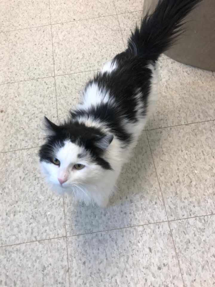 Cat For Adoption Tate A Domestic Long Hair Domestic Medium