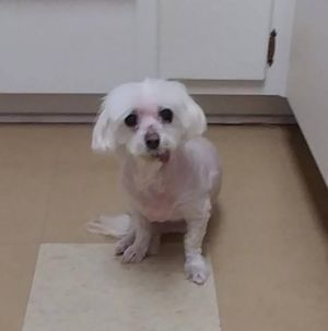 Dog For Adoption Daisylu Fl A Maltese In Gainesville Fl Petfinder