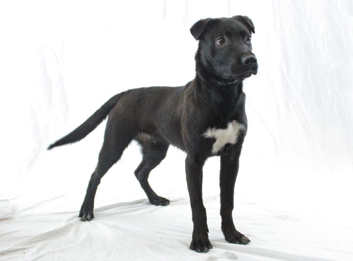 Dog For Adoption Bruno A Labrador Retriever Shar Pei Mix In