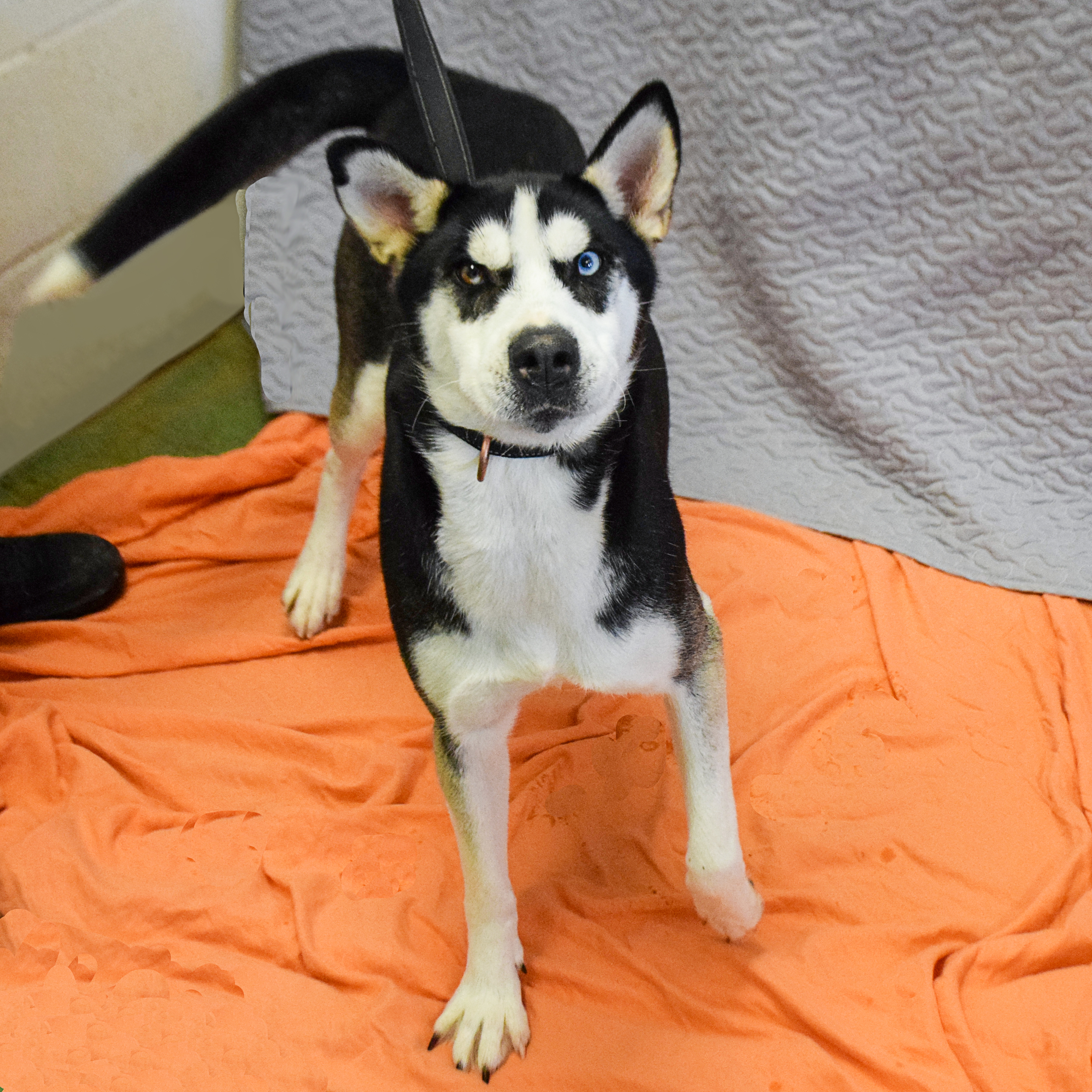 Iris, an adoptable Husky in Huntley, IL, 60142 | Photo Image 2