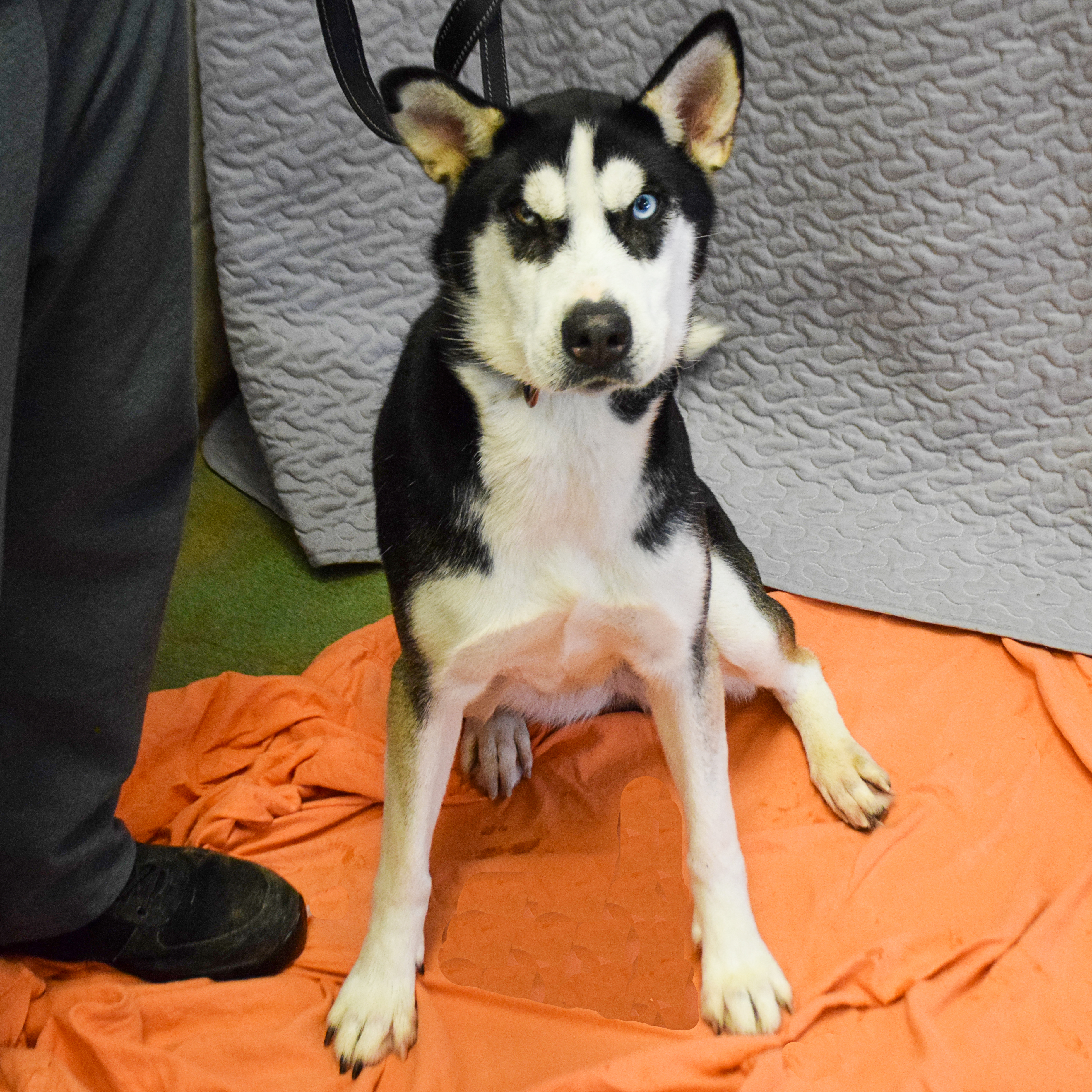Iris, an adoptable Husky in Huntley, IL, 60142 | Photo Image 3