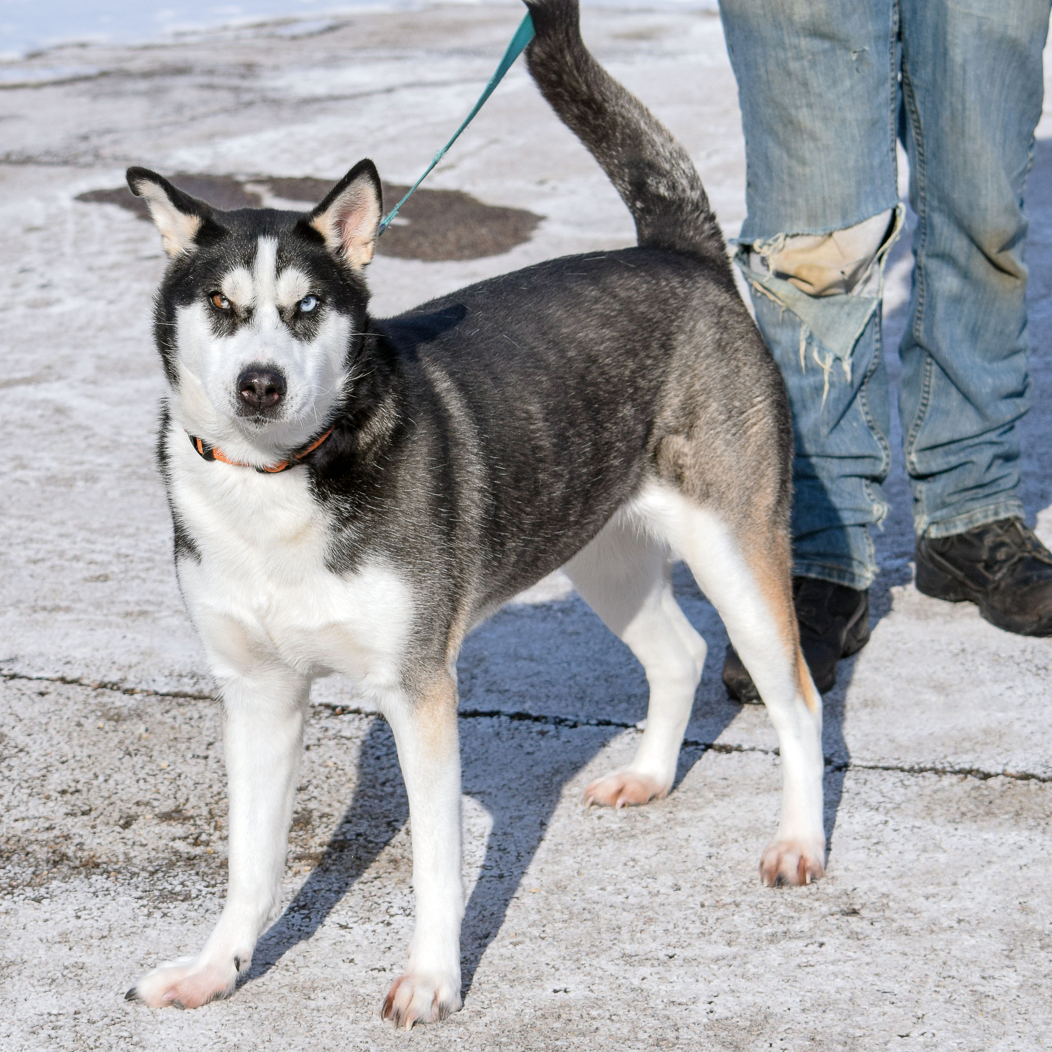 Iris, an adoptable Husky in Huntley, IL, 60142 | Photo Image 4