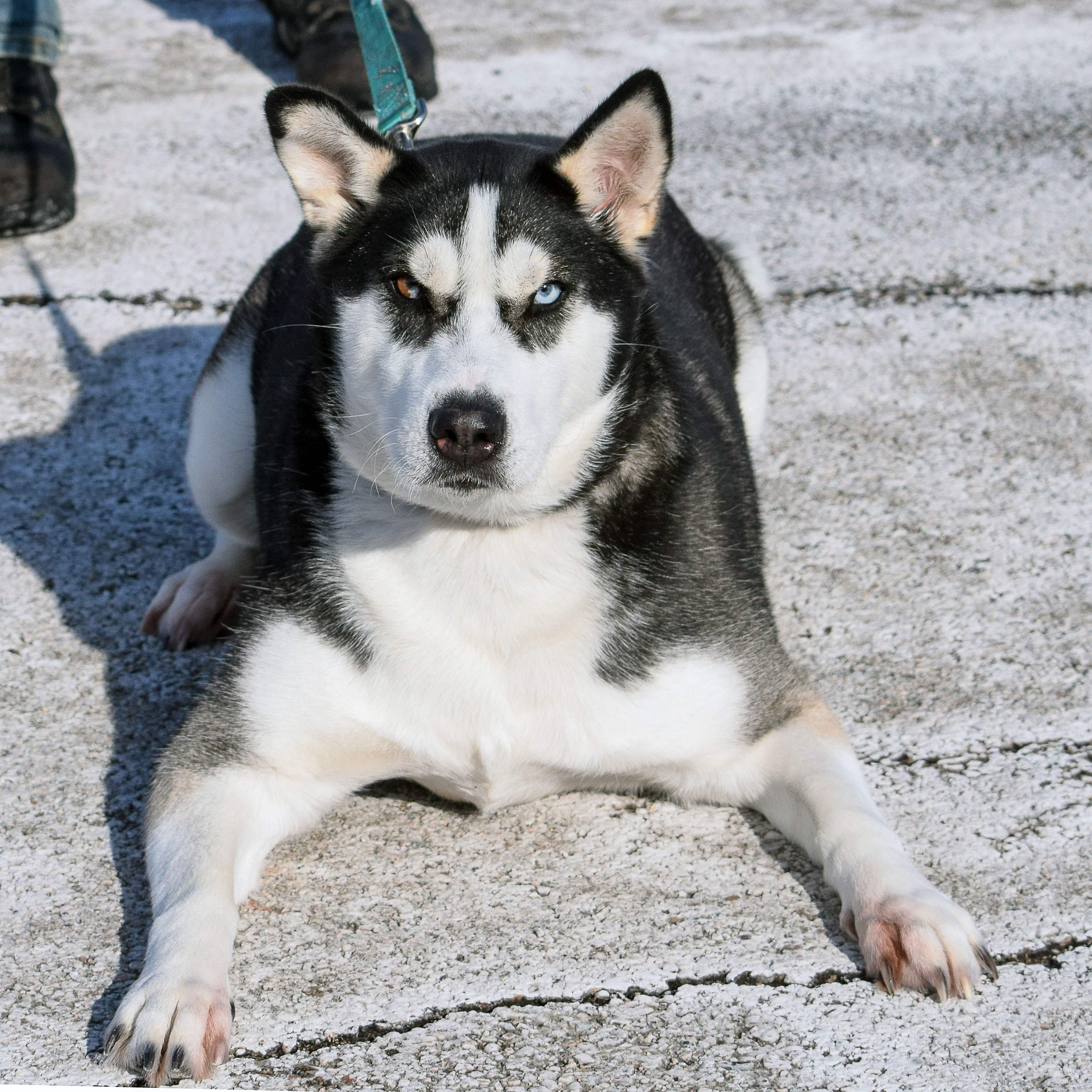 Iris, an adoptable Husky in Huntley, IL, 60142 | Photo Image 5