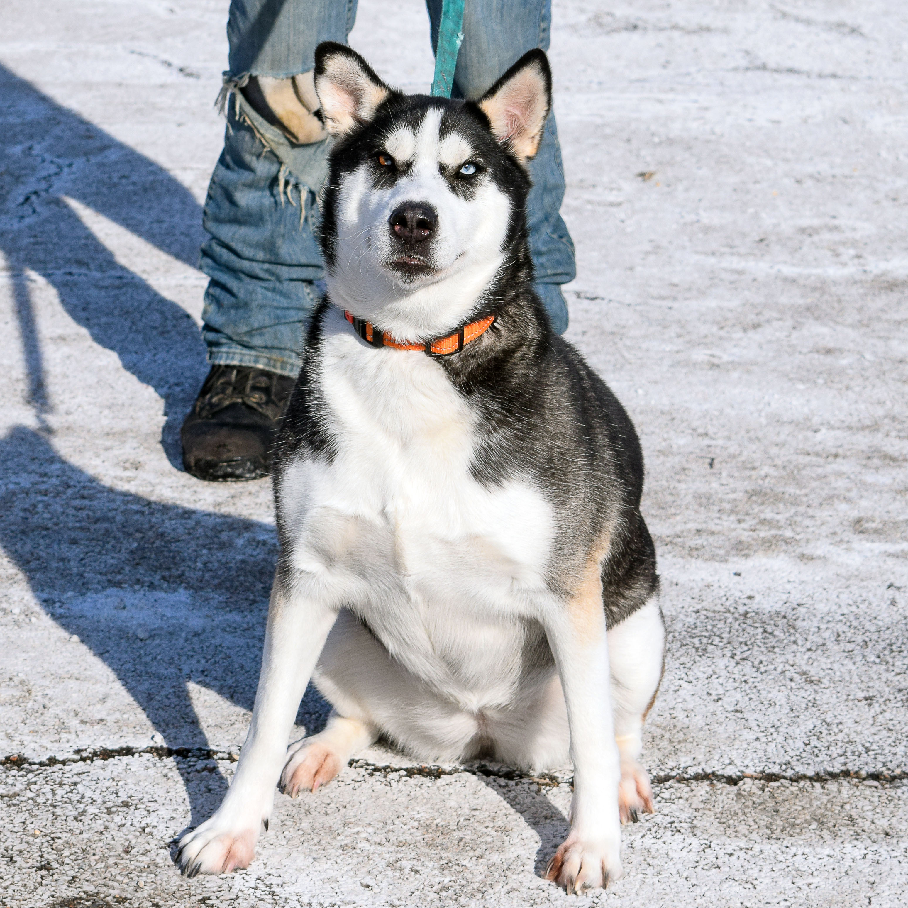 Iris, an adoptable Husky in Huntley, IL, 60142 | Photo Image 6