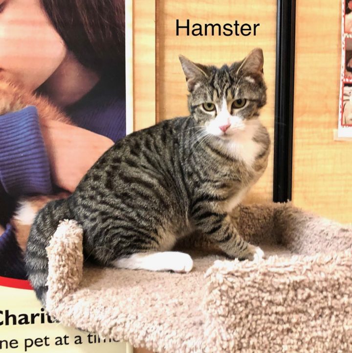 Cat For Adoption Hamster A Domestic Short Hair Tabby Mix In