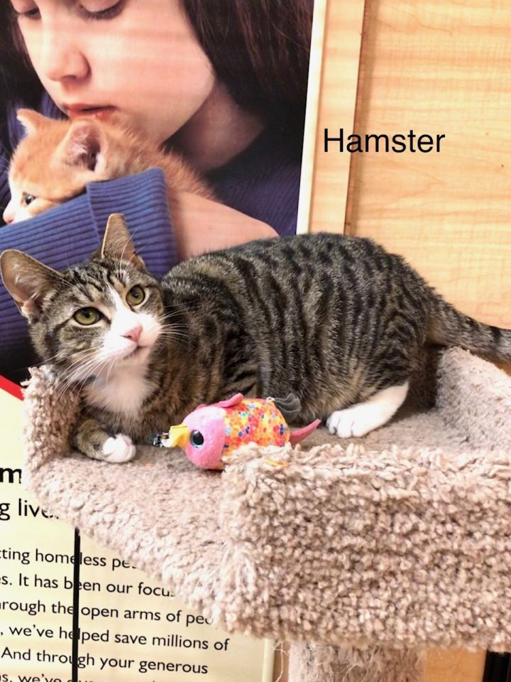 Cat For Adoption Hamster A Domestic Short Hair Tabby Mix In